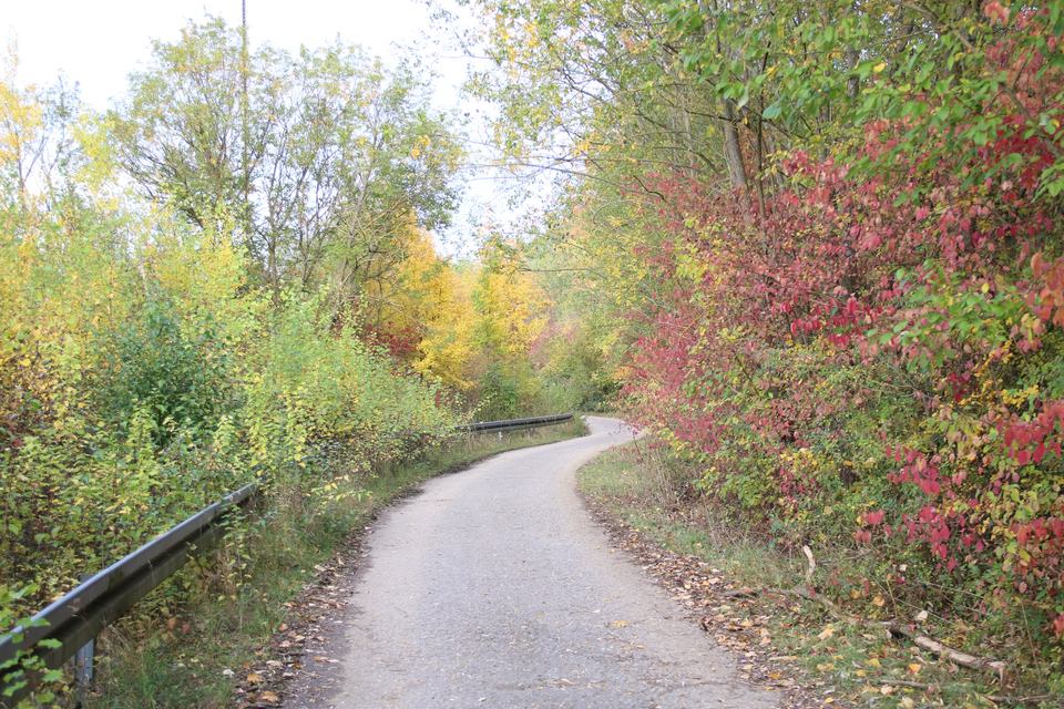 A narrow paved path winding through trees in autumn colours, yellow on the left and red on the right.