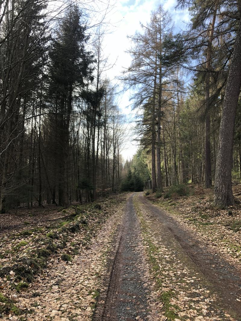 A forest track covered with fallen leaves, running between tall conifers towards the light.